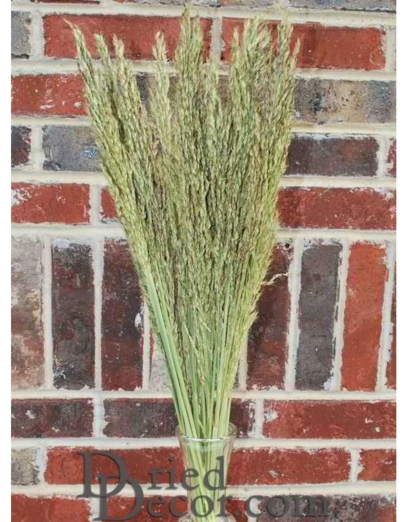 GreenFloralCrafts 20'' Sudan Grass Wayfair